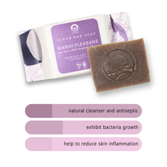 MARSH FLEABANE - Seaweed Scrub Bar Soap (120 gr)